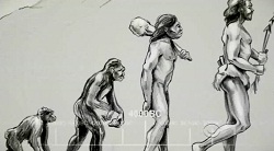 evolution-human